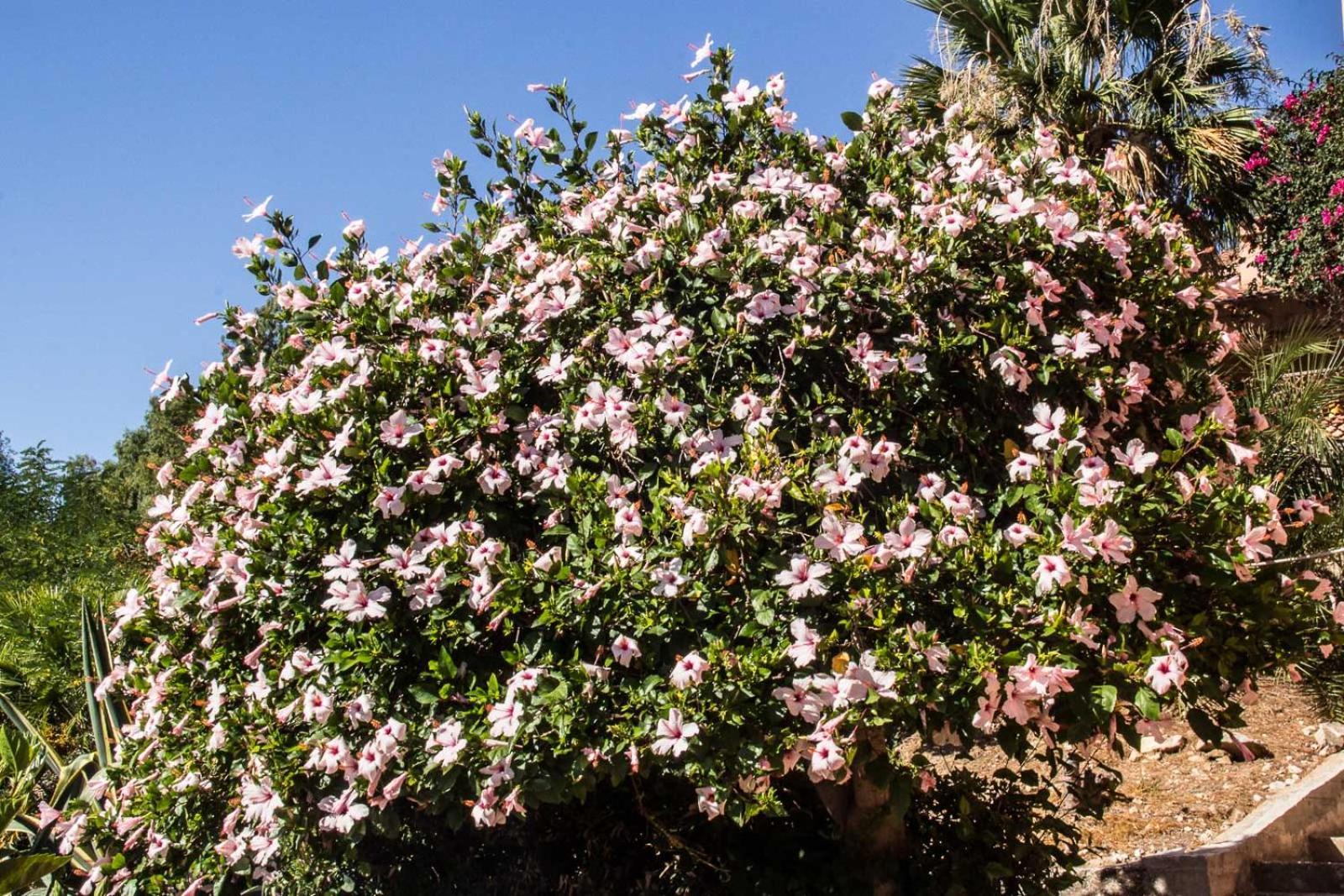 Villa Hibiscus Scopello Scopello  Eksteriør bilde